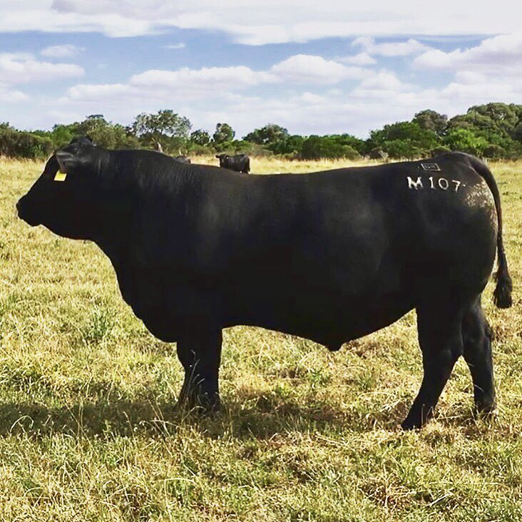 texasangus's tweet photo. Sons of Texas Western Express H639 have topped SA bulls sales including Granite Ridge and Bull Oak Well (including 2018 SA top price of $26,000). These bulls were also the heaviest in the sale draft #Genetics #consistentbreeding #texasangus https://t.co/4ff6GjJacE