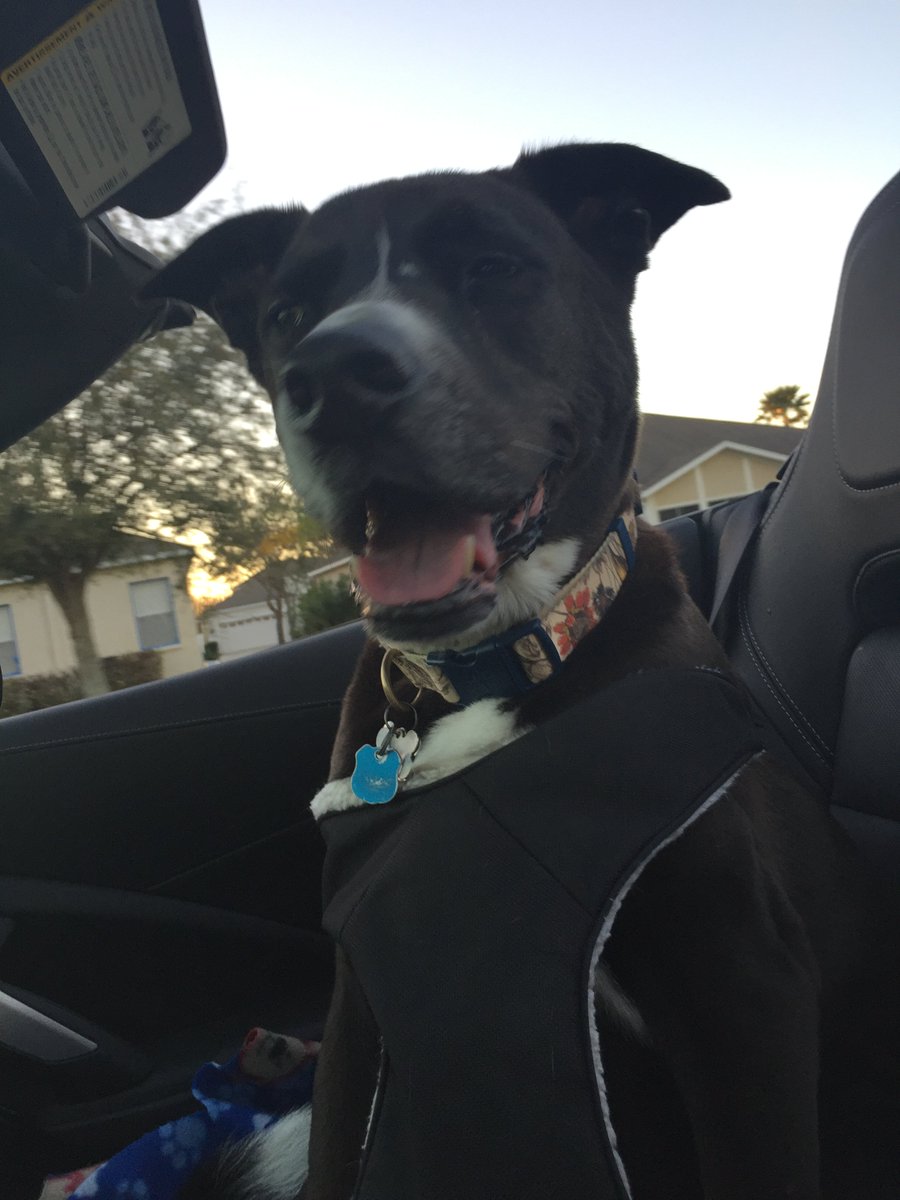 MomKnowsAutos's tweet photo. “Girl-time” before heading north, again. #TampaBay #DogsLoveCars #Chevrolet https://t.co/Y9lMsn4vyN