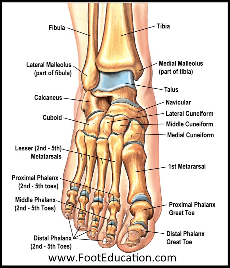 footEducation's tweet photo. The foot is comprised of 28 bones
#Anatomy #bonesofthefoot #Footeducation #footandankle #medED #patienteducation #patientedu #ortho #healthyfeet https://t.co/KexbAZwWM2