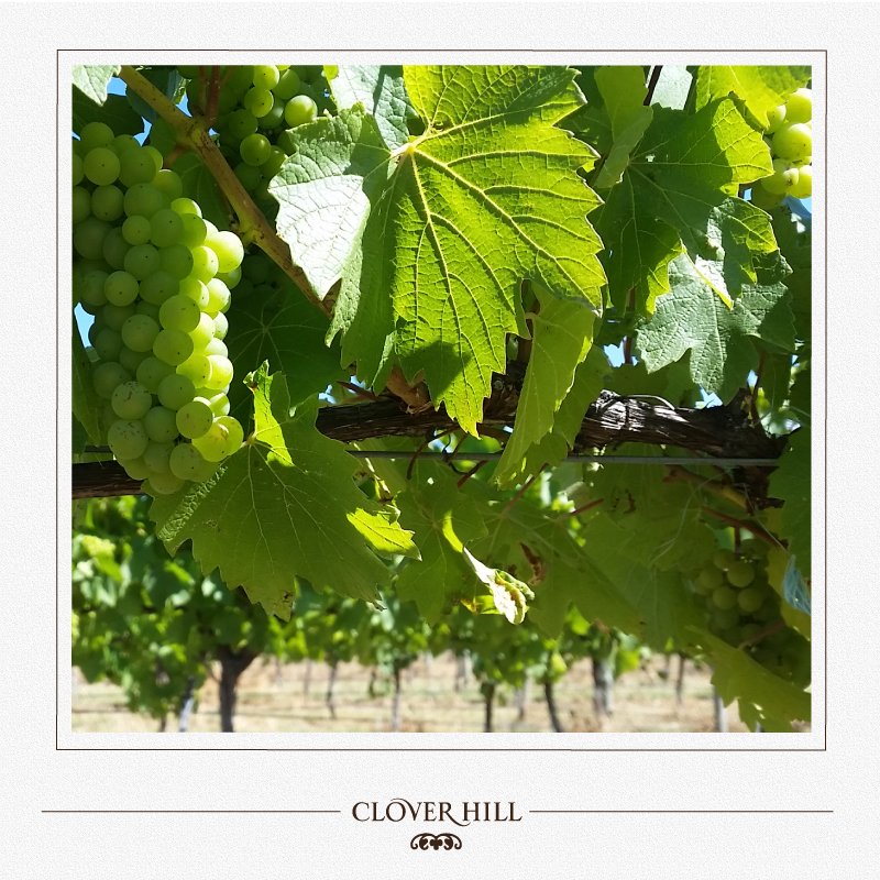 Under the Canopy at Clover Hill