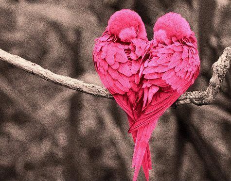 SoSoundSolution's tweet photo. Did you know that lovebirds court their mate through sound? These are one of the few animals species on the planet that mate for life. The power of sound is undeniable. How will you use sound to bring love into your life? #SoSoundWithin #SoSound #HarmonicIntelligence #LoveBirds https://t.co/K0rlZJzVgy
