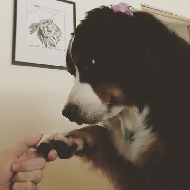 WaggingWaffle's tweet photo. Hold my hand. Art by Willow Rosales https://t.co/5DyGhAO7Q0 #WaffleWatch #BerneseMountainDog #dogs_of_instagram #dogsofinstaworld #berner #FacilityDog #TherapyDog #intraining #BMD #WorkingDog #CuteDog #MountainDog #SwissDog #cute #dogsofinstagram #snowd… https://t.co/nlaGd43I1r https://t.co/di1SoIOLji