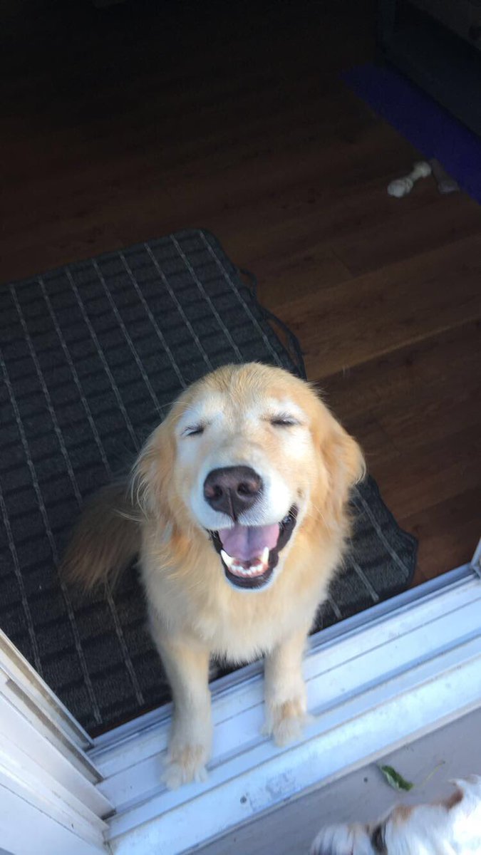 _maddiewill's tweet photo. @AmaziingPuppies Her name is Oaklee too 💞 https://t.co/eVHYw7RNXp