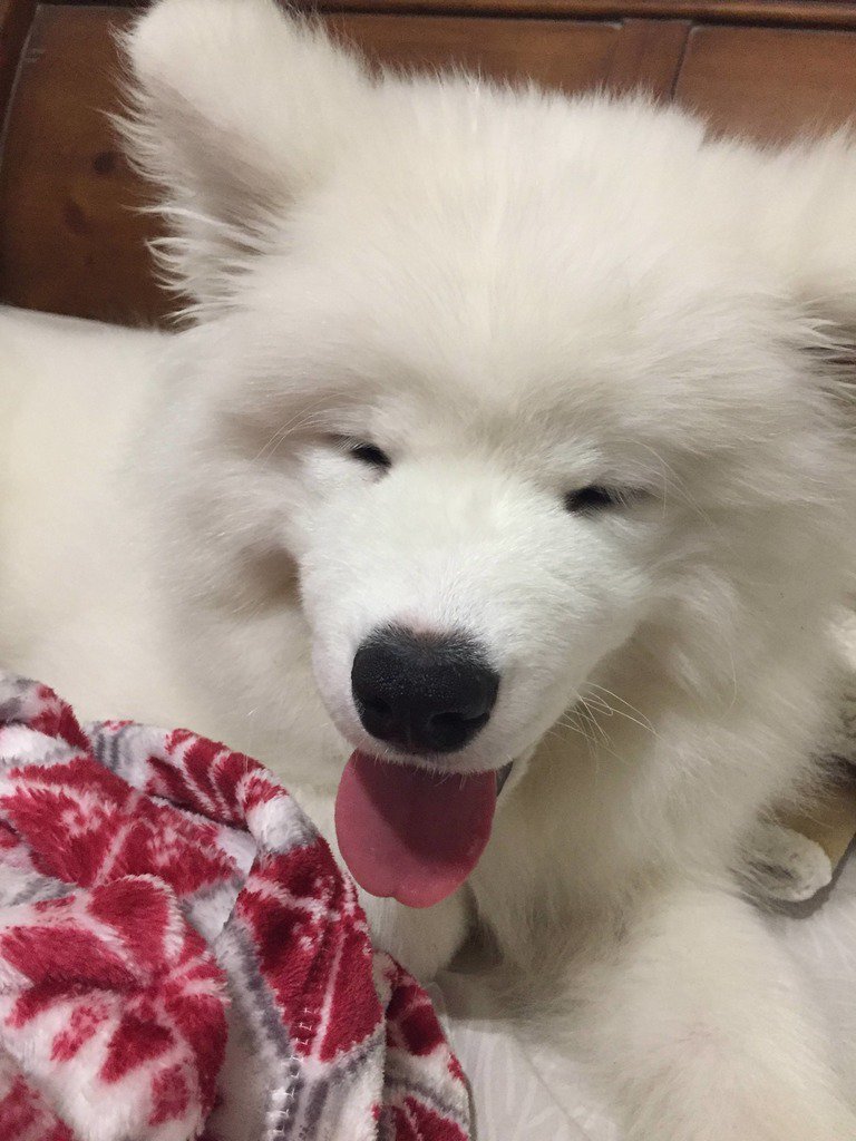FloofSamoyeds's tweet photo. Happy Chinese New Year! ^_^ It's the Year of the Land Cloud - I mean, Dog! https://t.co/IJhVK7UpCI