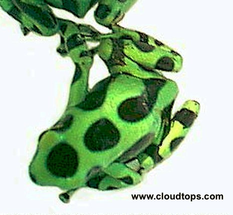DartFrogKing's tweet photo. This is one of the most well known poison dart frogs in the trade. Shown here is the Nicaraguan form of Dendrobates auratus. This one has some yellow on its legs.

#DendrobatesAuratus #PoisonDartFrogs #NAIB #SheddAquarium #Nicaragua https://t.co/FXn15N0qMR