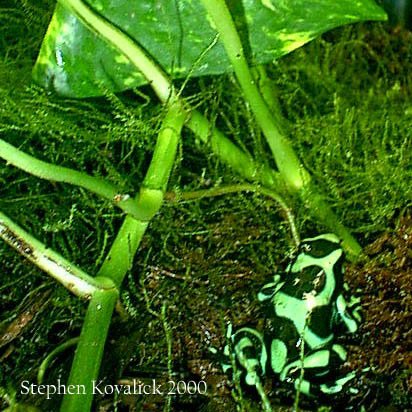 DartFrogKing's tweet photo. This is one of the most well known poison dart frogs in the trade. Shown here is the Nicaraguan form of Dendrobates auratus. This one has some yellow on its legs.

#DendrobatesAuratus #PoisonDartFrogs #NAIB #SheddAquarium #Nicaragua https://t.co/FXn15N0qMR