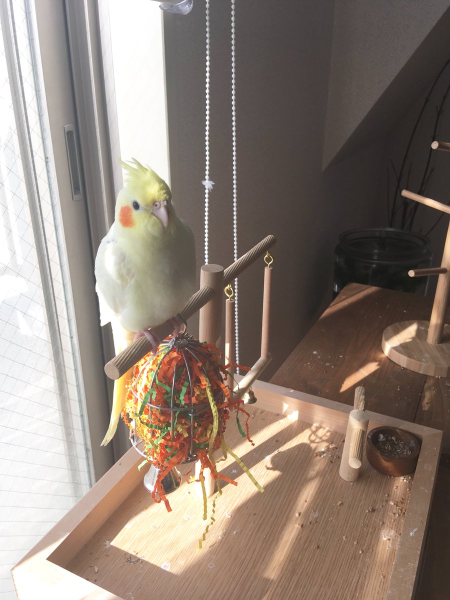 ふく 8 おもちゃ買うてもらたね オカメインコ