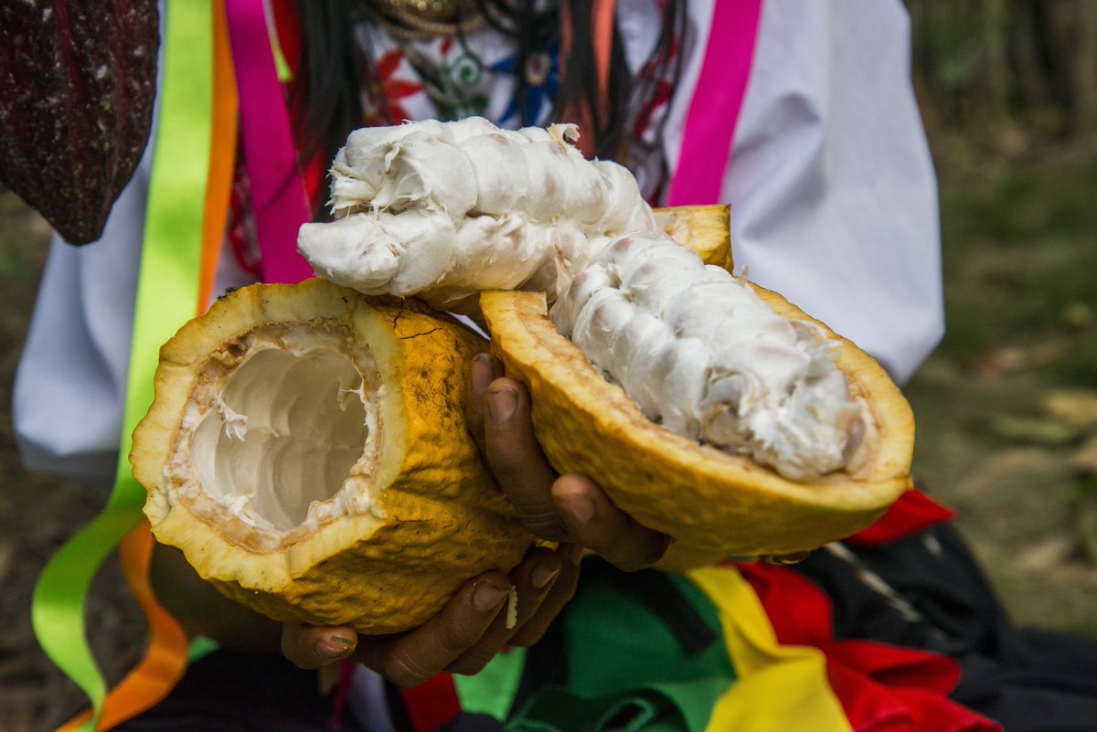 #SabíasQue Perú es el 2° agroexportador de cacaos finos del mundo.