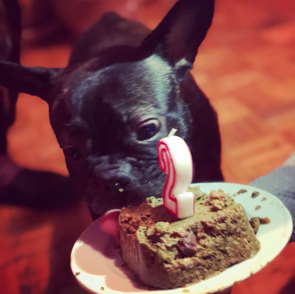breethefrenchie's tweet photo. Its my 2bday! And my dad made me a cake with vegetables And lamb ππππππππ #happybday #frenchbulldog #frenchiebday #bday #studio905 #breethefrenchie #frenchie #bulldog https://t.co/WnfcdGG8Mg