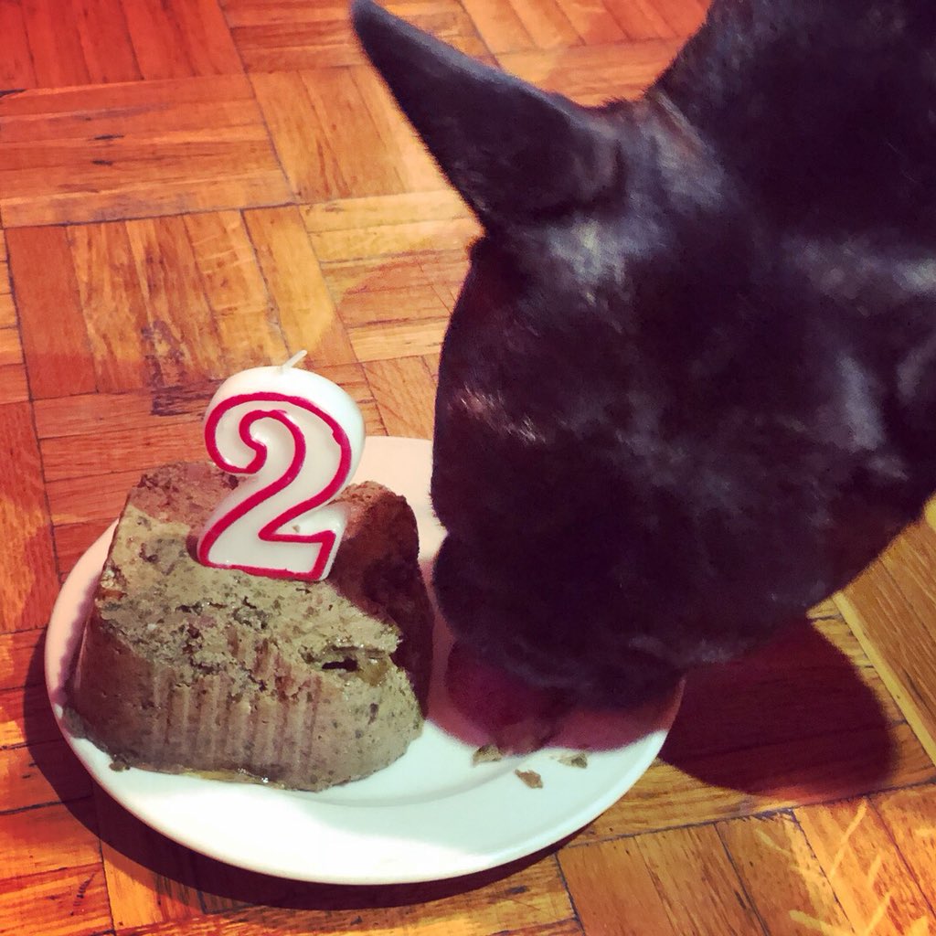 breethefrenchie's tweet photo. Its my 2bday! And my dad made me a cake with vegetables And lamb ππππππππ #happybday #frenchbulldog #frenchiebday #bday #studio905 #breethefrenchie #frenchie #bulldog https://t.co/WnfcdGG8Mg