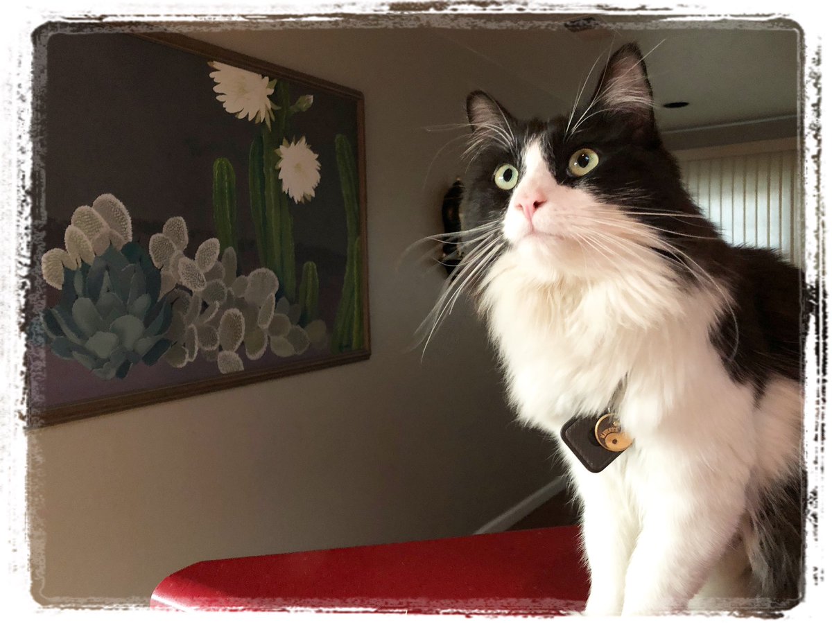mavericktux's tweet photo. Cacti & Cat 🌵🐈 #cactusart #tuxedocat #catmodel #catmeowdel #mygreatcat #bestmeow #catsoftwitter #tileapp https://t.co/y0vA8zkODF