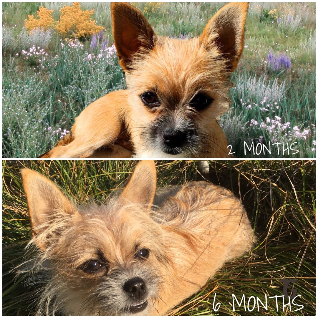 granolabarks's tweet photo. Muki, growing up too fast...but still only 7 pounds. #granolabarks #gbarks #granolabarsfordogs #adoptadog #dogtreat #dogsnack #outdoorlife #lovetheprocess #dog #dogs #dawg #freesample #dogsofinstagram #smallfoodstartup #santabarbara #california #californiadogs #sbdawg https://t.co/Z0BjeUiuxF