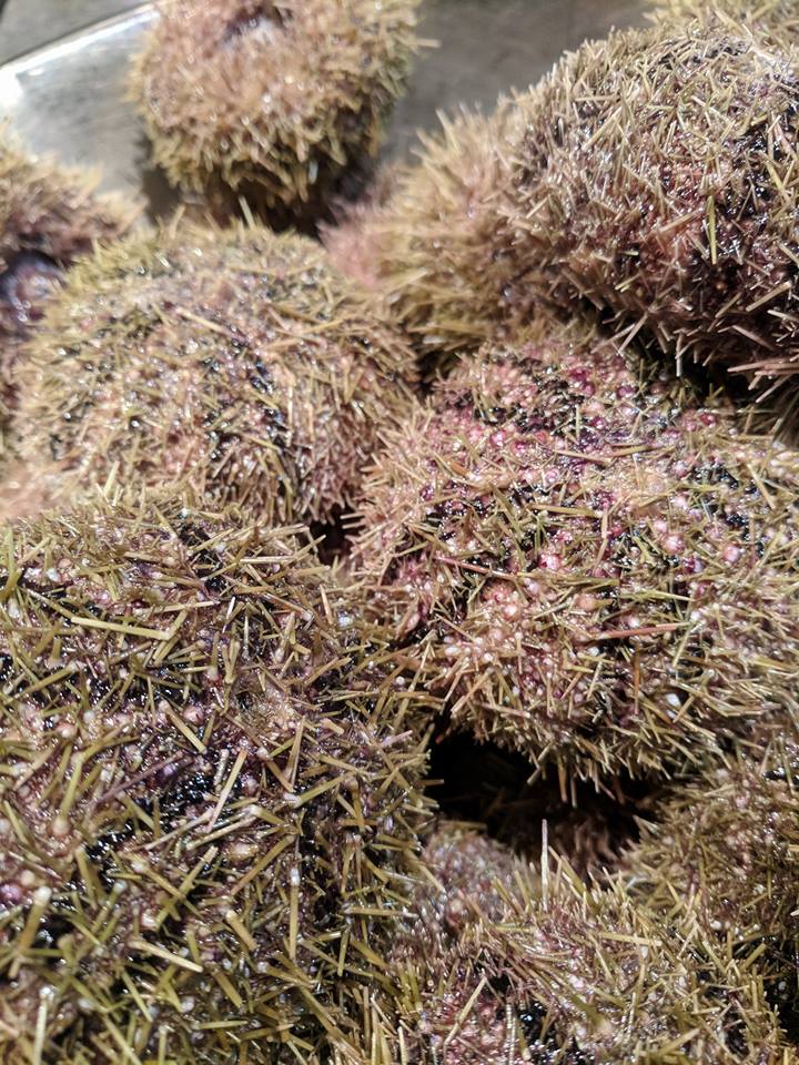 Today we are playing with uni and serving it on our version of steak #tartare. 👌Have a great weekend Victoria! 🍷🍴🔥

#fiamovictoria #yyjrestaurants #yyjeats #yyjfood #victoriabc #yyj