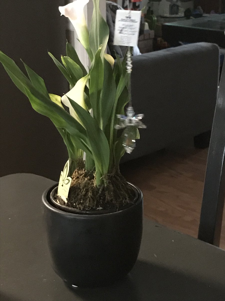 DJMuffinCrumbs's tweet photo. Thank you @WatchMixer for the beautiful Lillies sent in memorial of our daughter who was born and passed away on February 15th. 

The support from this community has meant the world to us. Thank you. https://t.co/66CxDcHjb6