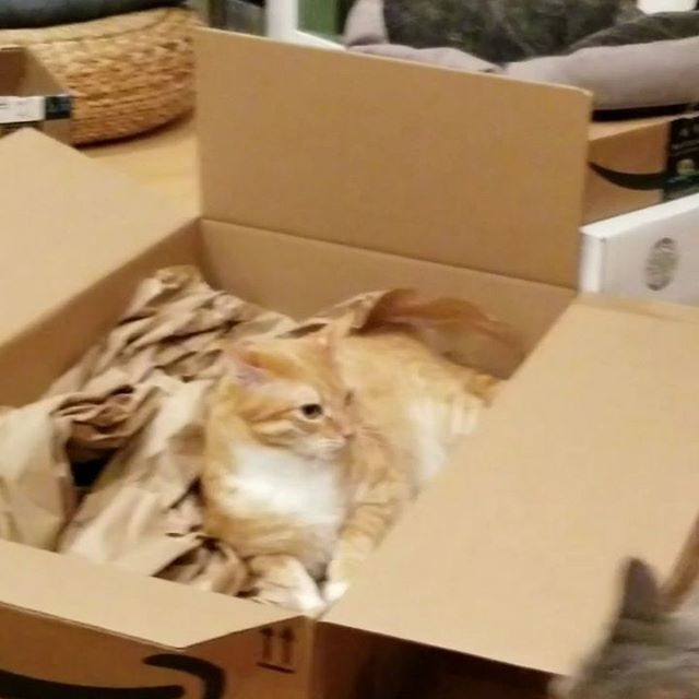 muchredink's tweet image. Tail betrayal! Player 3 has entered the game. #cats #catsofinstagram #playfighting #watsoncat #sparkycat ift.tt/2C3r6ld