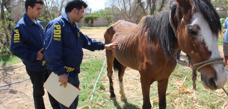 biobio's tweet photo. PDI detiene en Arica a dueño de yegua de 20 años con avanzado estado de desnutrición https://t.co/rOjDicqJN1 https://t.co/GsWFCkaSKD