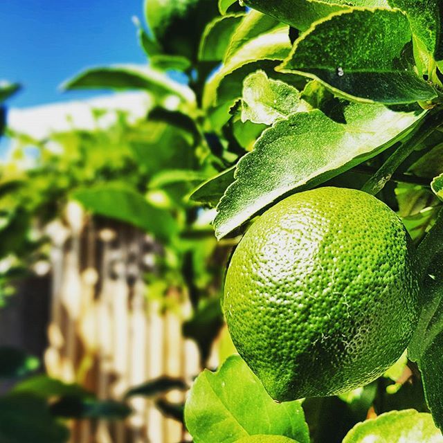 Y2KXCollective's tweet photo. Lemons will be ripe around the same time as our #sauvignonblanc grapes......just need to research the type of gin to go with it. Bombay, London Dry, Plymouth or Navy and then the tonic and additional accoutrements. 
The devil will find work for idle hands to do after all. 
#… https://t.co/45uJiuMRhd