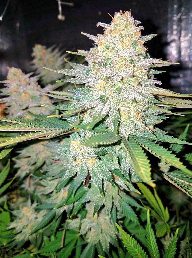 DukeDeUke's tweet photo. If we could see the miracle of a single flower clearly, our whole life would change.   - Buddha

#ReLegalize #Cannabis https://t.co/ZtjSElI536