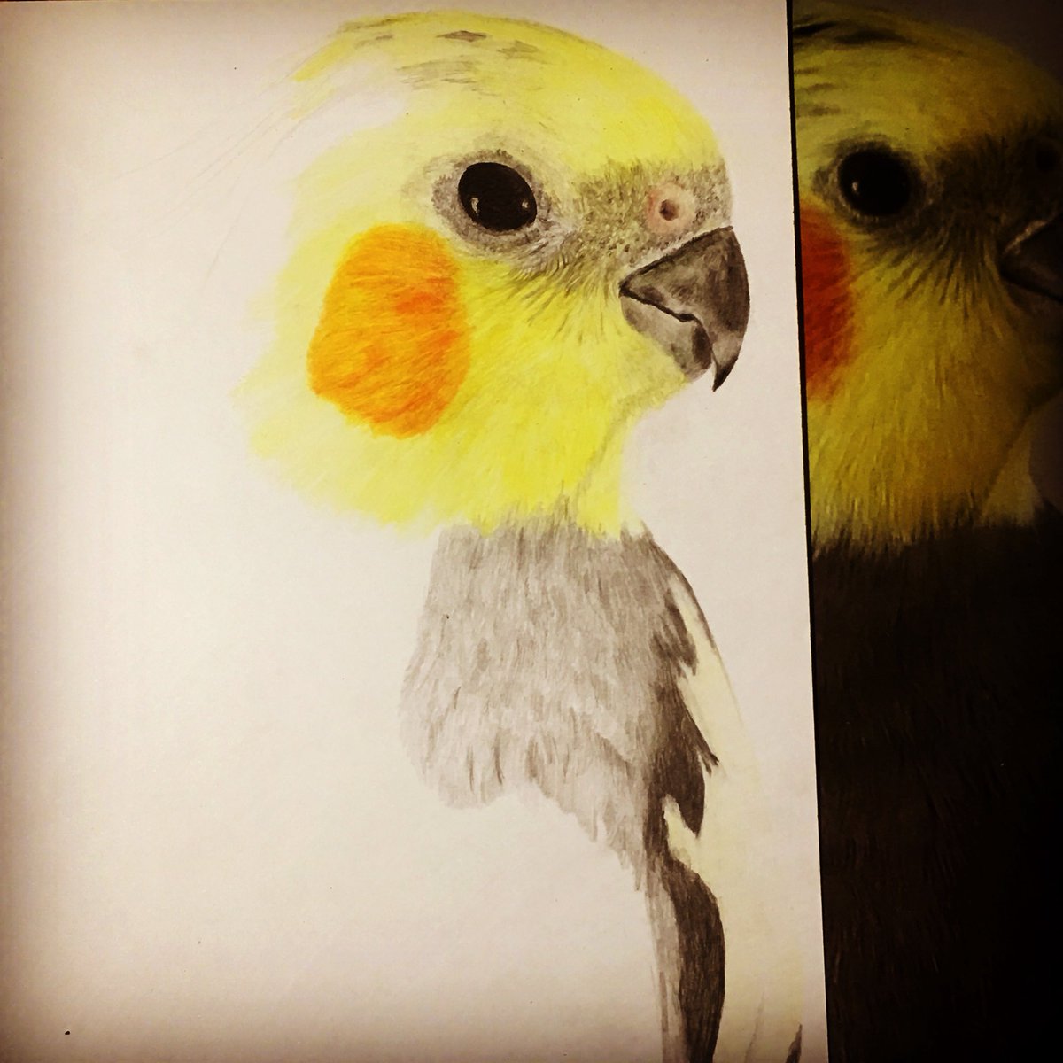 ElCreeco's tweet photo. #cockatiel #nymphensittich #bird #birdslove #drawing #art #artist #polychromos #australia #fabercastell #art #artist #drawing #drawingart #birdslove #sittich #papagei #artwork  #nature https://t.co/EpRnEPZFYC