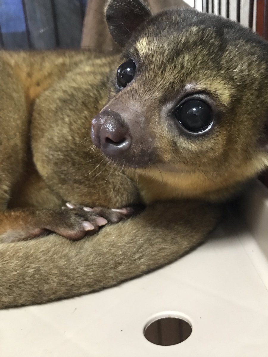 みかぽん No Twitter 今朝の夜行性チーム 艸 キンカジュー Kinkajou Honeybear エジプシャンルーセットオオコウモリ Flyingfox フクロモモンガ Sugarglider フルーツコウモリ エキゾチックアニマル 皆んな可愛い T Co 8bkmxwscaa