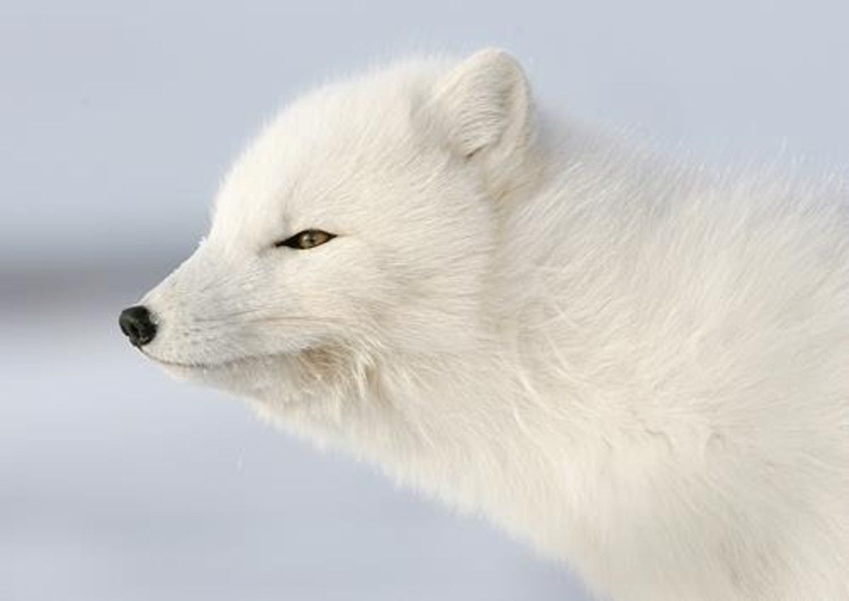 stupidDOPE's tweet photo. Celebrate the "Year of the Dog" | Natural Habitat Adventure Tours https://t.co/dx8eEhQa8A #AlwaysPacked https://t.co/Z5IhEK7x8y