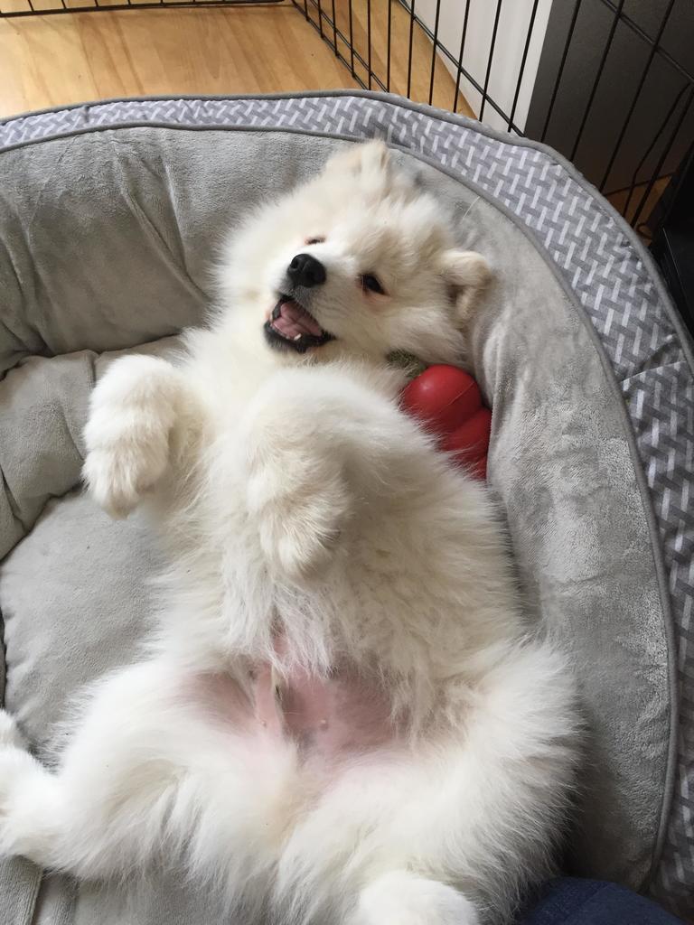 FloofSamoyeds's tweet photo. One of his few calm moments https://t.co/KH2flkjqhb
