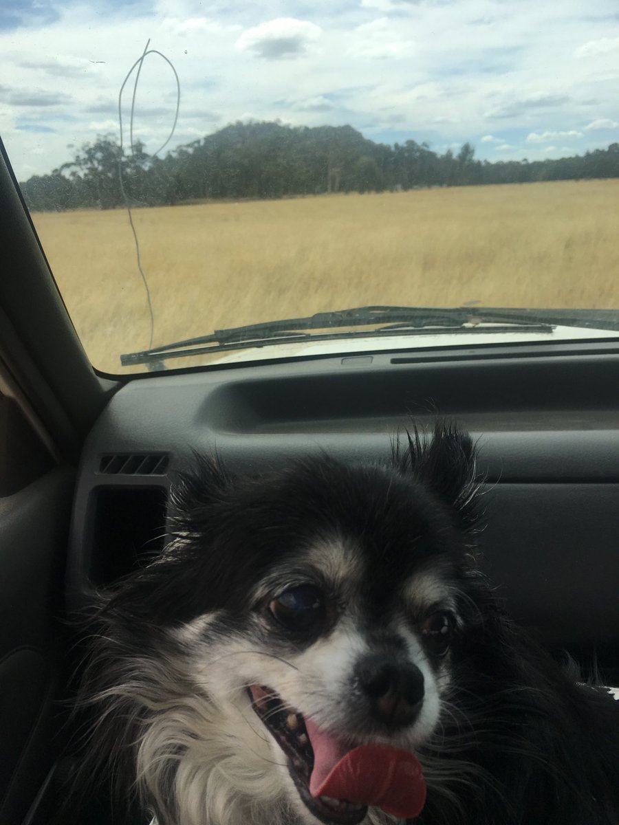 HangingRockFarm's tweet photo. Thirsty work this farm work! A day soil testing and planning this year’s planting. Thanks Chile again for helping! #Chihuahua #hangingrock #woodend #macedonranges #raspberries #blueberries https://t.co/f38AX9cLMk