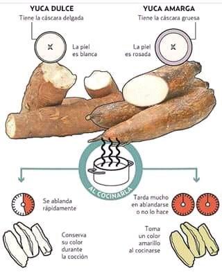 BorisBenavides1's tweet photo. Yuca dulce Vs Yuca Amarga pilas pues. https://t.co/xqbHf2rfLK