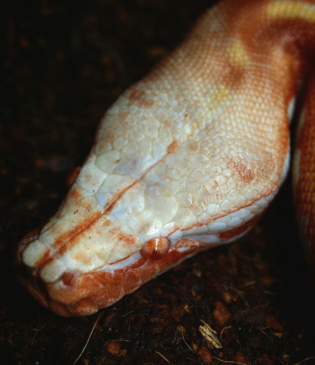 __1sss's tweet image. T- albino…🌹

#bloodpython