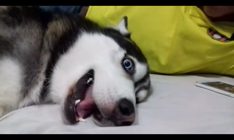 bdgo220397's tweet photo. #RetoMascotas les presento a mi engreido :D https://t.co/SW4PaWDsPq