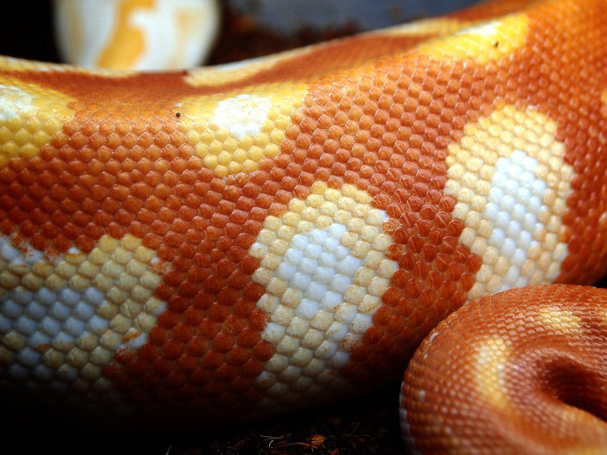 __1sss's tweet image. T- albino…🌹

#bloodpython