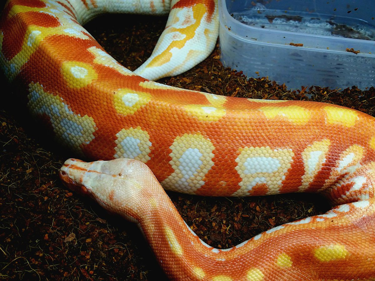 __1sss's tweet image. T- albino…🌹

#bloodpython