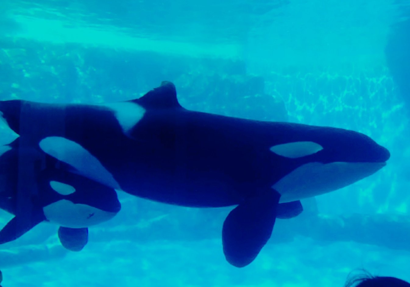 せるこ シャチかっこいい 名古屋港水族館 T Co 7iybfg9uk5 Twitter せるこ シャチかっこいい 名古屋港水族館 T Co 7iybfg9uk5 Twitter