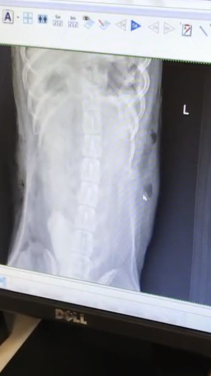 karenescalonax's tweet photo. If you know me you already know my dog is my life & I will do ANYTHING for him. Buddy’s diagnosis was stabbed by a pitch fork like object. To whoever did this fuck you and I hope god forgives your disgusting soul. My baby is now on the road to recovery #prayforbuddy https://t.co/viUpVbQkNO