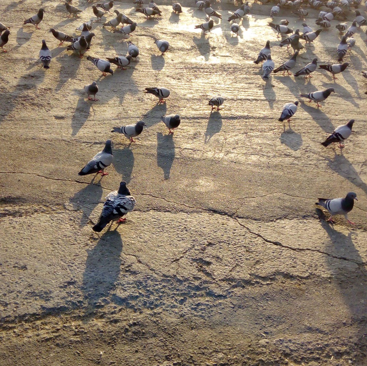 شركة مكافحة الحمام ٠٥٣٨٥٤٨٠٥٢المنطقة الشرقية /الدمام 
مكافحة الحمام مع التنظيف وتعقيم /القطيف 
مكافحة الحشرات النمل الأبيض والأسود الصراصير وجميع انواع الحشرات/الجبيل 
تسليك مجاري وتنظيف بيارات وشفت بيارات 
ونقل عفش مع الفك وتركيب وتغليف 
تنظيف خزانات