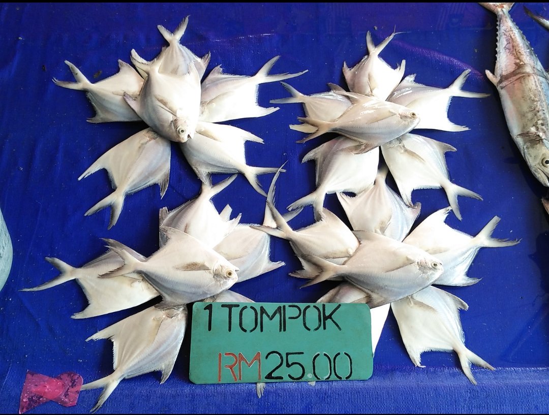 Gumal's tweet photo. In a future where the urban #population outstrips the rural, the demand for our marine resources will be huge. Even now, check the city's supermarket price for white #Pomfrets 😱. #Supermarket prices = 4 times that in the landing sites. #Sustainble #Consumption? @Seasaver @TheWCS https://t.co/4G1xWrtMyZ