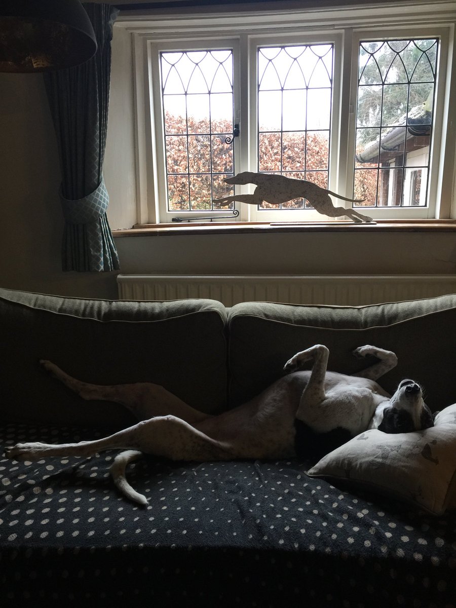 SportsmansDuck's tweet image. Badger demonstrating the difference between what people think greyhounds do and what we actually do #sofadog