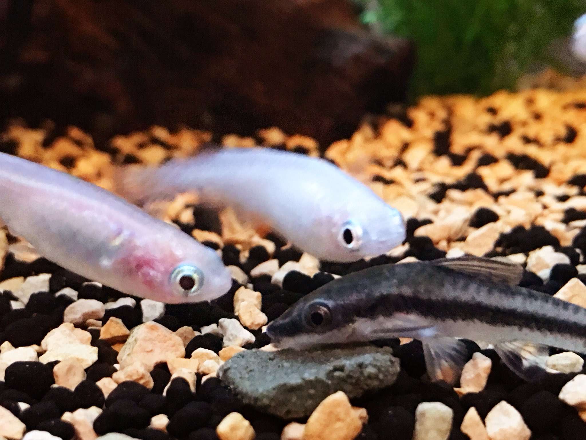 まる メダカとオトシン ㆁwㆁ メダカ オトシンクルス ビバラジ写真部 T Co 09iy1j9nzx Twitter