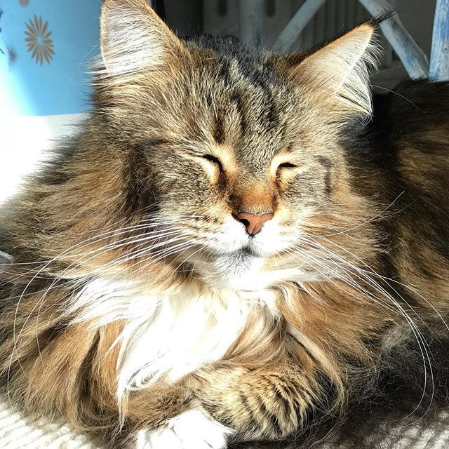 cat’s whiskers #Lyra #whiskers #lazy ift.tt/2syOVO8