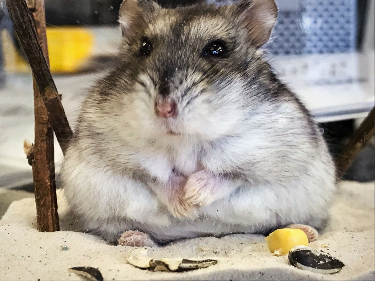 チャーム公式 小動物 ハムスター の大好物 っ W C 良質なたんぱく質 ビタミン ミネラル 食物繊維が豊富なひまわりの種 国産 ひまわりの種 T Co Lypuyezsak チャームのおすすめ商品 スタッフより はむすびちゃんが人気で チャーム公式 小動物 ハムスター の大好物 っ W C 良質なたんぱく質 ビタミン ミネラル 食物繊維が豊富なひまわりの種 国産 ひまわりの種 T Co Lypuyezsak チャームのおすすめ商品 スタッフより はむすびちゃんが人気で