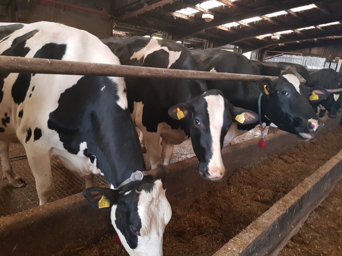 StephenFerris91's tweet photo. Happy sunday from some award winning cows @Clandeboyeyog #lovelocal #knowyourproduce #sundaymotivation https://t.co/58jDYa3QER