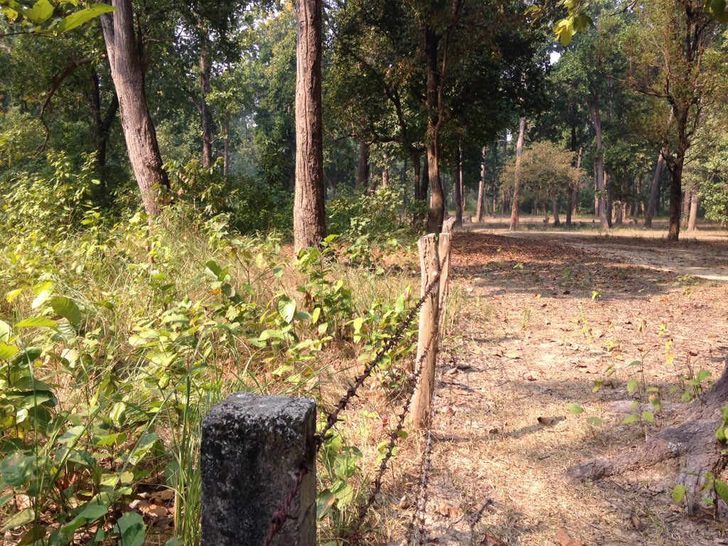 mildmilan's tweet photo. See how #Grazing affect forest ecosystems! This is just an example of forest near #Gorusinge #Kapilvastu #Nepal!! #forest #disturbances #degradation #carbon #REDD https://t.co/gXV2g75lZg