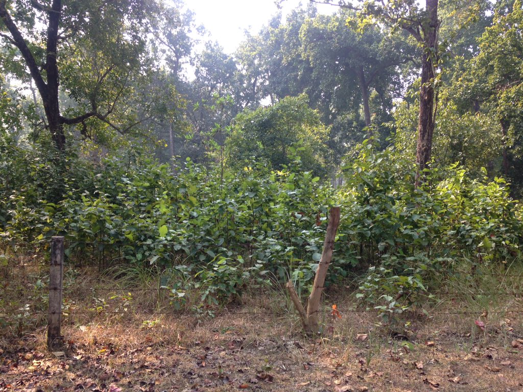 mildmilan's tweet photo. See how #Grazing affect forest ecosystems! This is just an example of forest near #Gorusinge #Kapilvastu #Nepal!! #forest #disturbances #degradation #carbon #REDD https://t.co/gXV2g75lZg