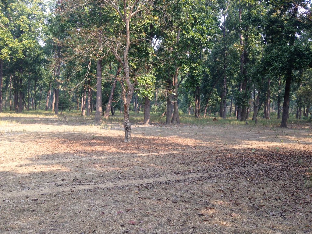 mildmilan's tweet photo. See how #Grazing affect forest ecosystems! This is just an example of forest near #Gorusinge #Kapilvastu #Nepal!! #forest #disturbances #degradation #carbon #REDD https://t.co/gXV2g75lZg