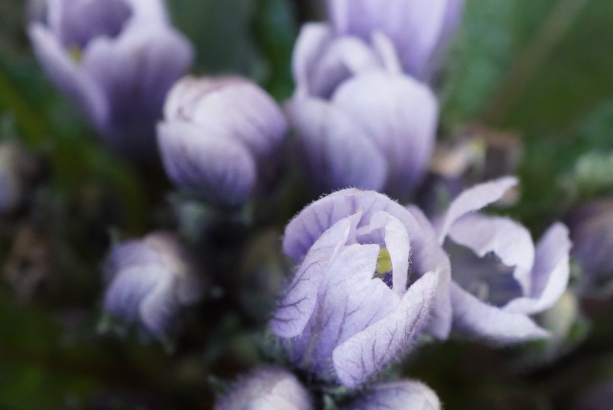 Setsuko マンドレイクの花 マンドラゴラの伝説 引き抜くと悲鳴をあげる という薬用植物