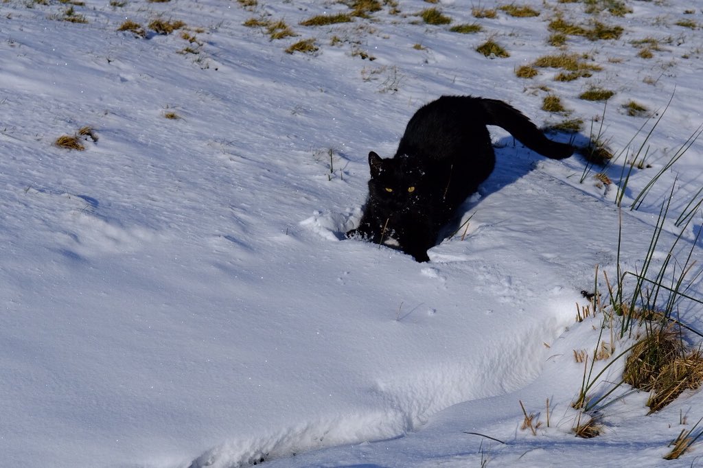 rossalcroft's tweet image. Sunday cat photo time again...Elvis intently watching a robin...Rolling about in the snow...Even a working cat likes to have fun sometimes! Who says black cats don’t take good photos? Thank you @CatsProtection (where he came from as a kitten). #CatsOfTwitter #blackcats