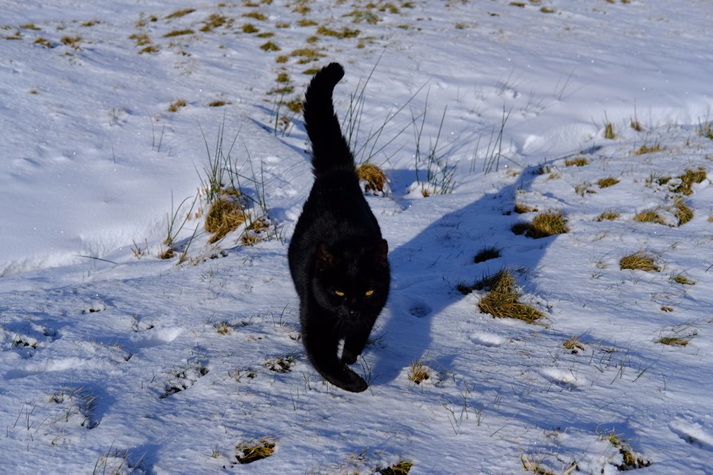 rossalcroft's tweet image. Sunday cat photo time again...Elvis intently watching a robin...Rolling about in the snow...Even a working cat likes to have fun sometimes! Who says black cats don’t take good photos? Thank you @CatsProtection (where he came from as a kitten). #CatsOfTwitter #blackcats