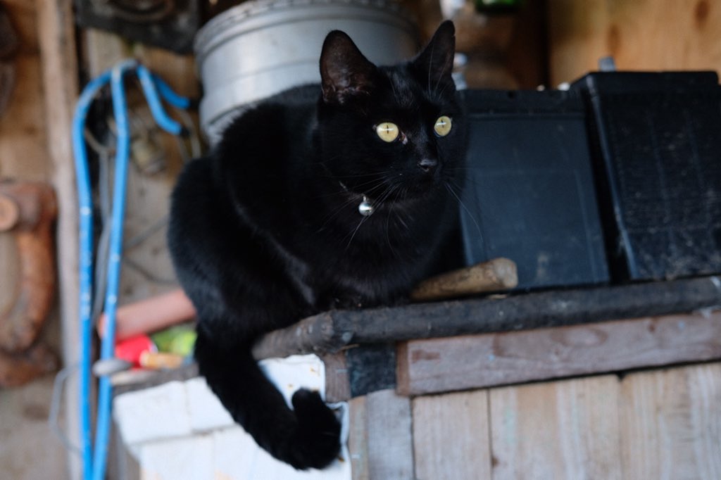 rossalcroft's tweet image. Sunday cat photo time again...Elvis intently watching a robin...Rolling about in the snow...Even a working cat likes to have fun sometimes! Who says black cats don’t take good photos? Thank you @CatsProtection (where he came from as a kitten). #CatsOfTwitter #blackcats