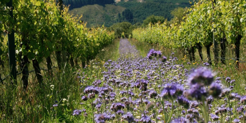 Where's your favourite wine-producing corner of the globe? This #GlobalDrinkWineDay we're sipping a few gems from New Zealand! ow.ly/VMzr30irVr4 <a href="/HuiaVineyards/">Claire</a> <a href="/CraggyRange/">Craggy Range</a> <a href="/ProphetsRock/">Prophet's Rock</a> <a href="/nzwine/">New Zealand Wine</a>