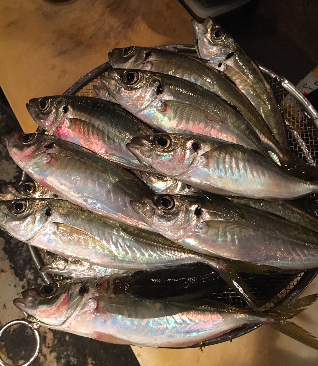 Taifuun_Buchi's tweet photo. タイフーン 今日の食材
ただ今 東京湾金谷沖で朝釣りのアジが入荷しました‼️ 目の澄んだ魚体もキラキラと輝いた刺身にちょうど良い大きさです。
本日 刺身にて¥480にて提供いたします‼️ 金谷のあじが俺を注文しないと後悔するぜ、と申しております。 https://t.co/Qyxdj3F950